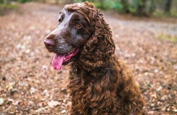 Gezonde hond, gelukkig baasje: hoe voeding invloed heeft op zijn gedrag